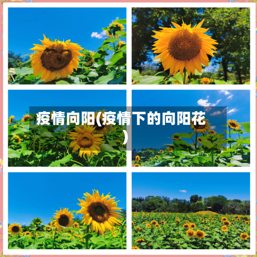疫情向阳(疫情下的向阳花)-第2张图片