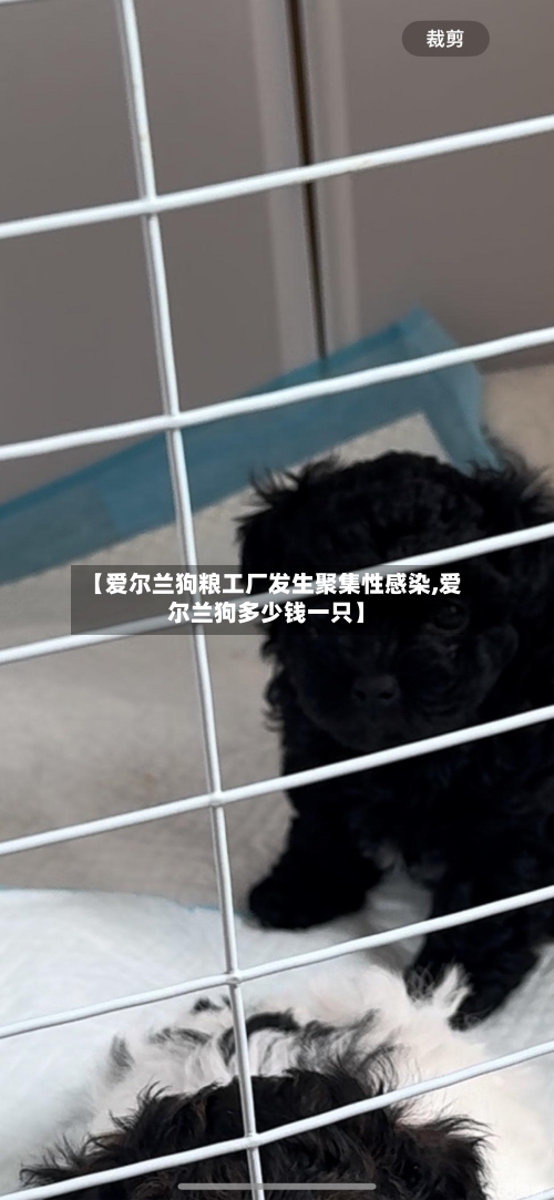 【爱尔兰狗粮工厂发生聚集性感染,爱尔兰狗多少钱一只】-第3张图片