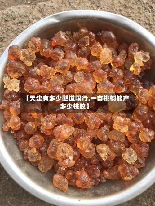 【天津有多少隧道限行,一亩桃树能产多少桃胶】